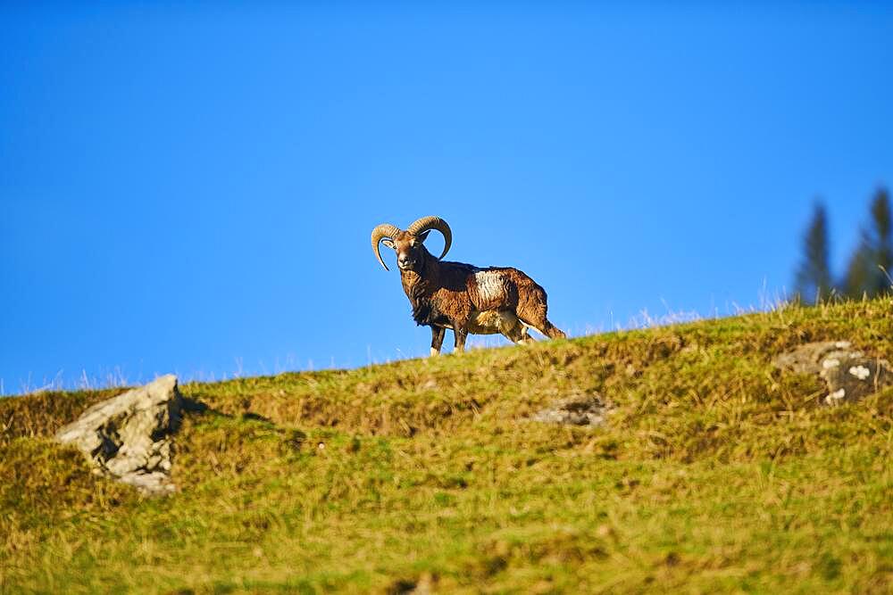 European mouflon (Ovis aries musimon) ram (male) in the alps, Wildlife Park Aurach, Kitzbuehl, Austria, Europe