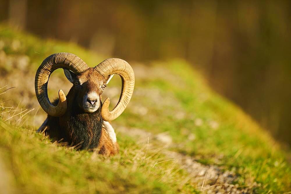 European mouflon (Ovis aries musimon) ram (male) in the alps, Wildlife Park Aurach, Kitzbuehl, Austria, Europe