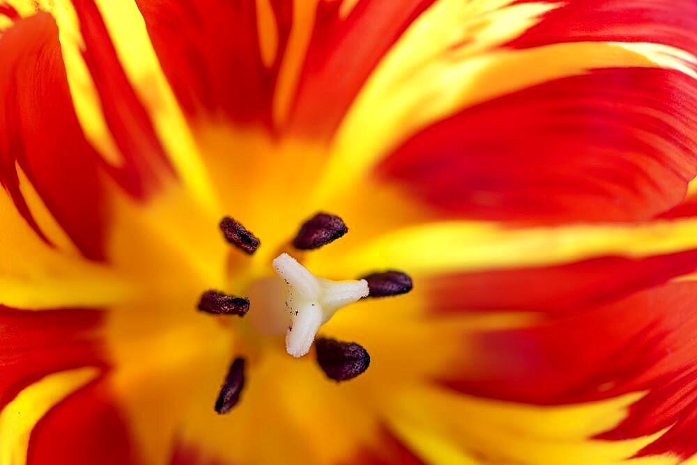 Tulip (Tulipa), tulip flower tulip stamp, macro, Germany, Europe