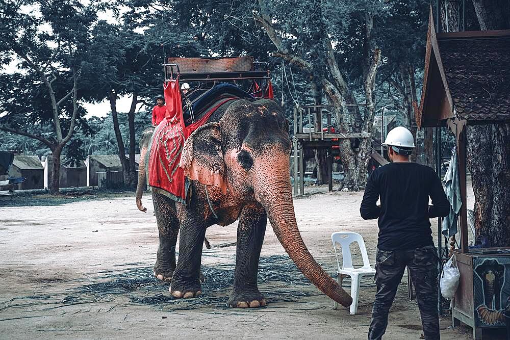 Elephant (elephanti), The Sanctuary Of Truth, Pattaya