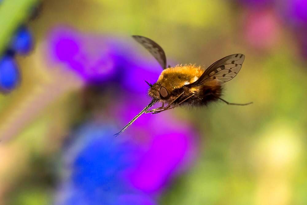 Spotted woolly hawk moth (Bombylius discolor), flying, Hesse, Germany, Europe