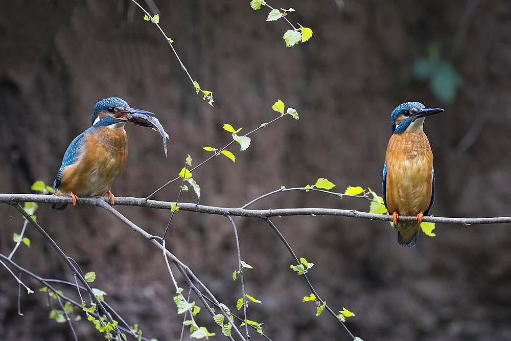 Common kingfishers (Alcedo atthis), mating feeding, male in imponation posture after handing over the fish, Hesse, Germany, Europe