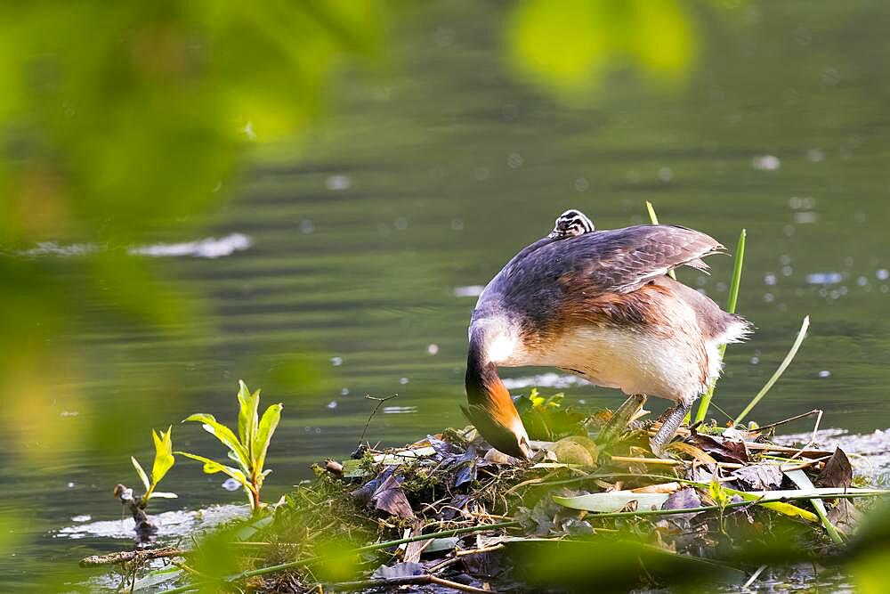 Great crested grebe (Podiceps cristatus) on nest with young bird in plumage, turning eggs, Hesse, Germany, Europe