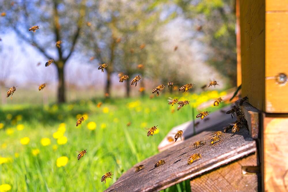 Spring, Bees, Cherry Blossom, Baden-Wuerttemberg, Germany, Europe