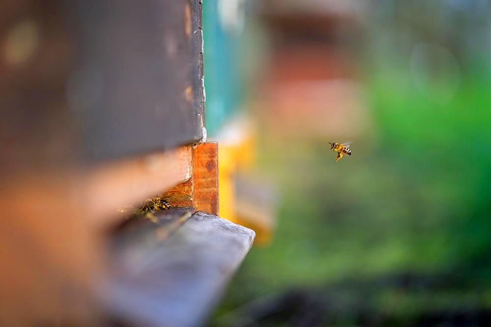 Bee in approach, Achern, Baden-Wuerttemberg, Germany, Europe