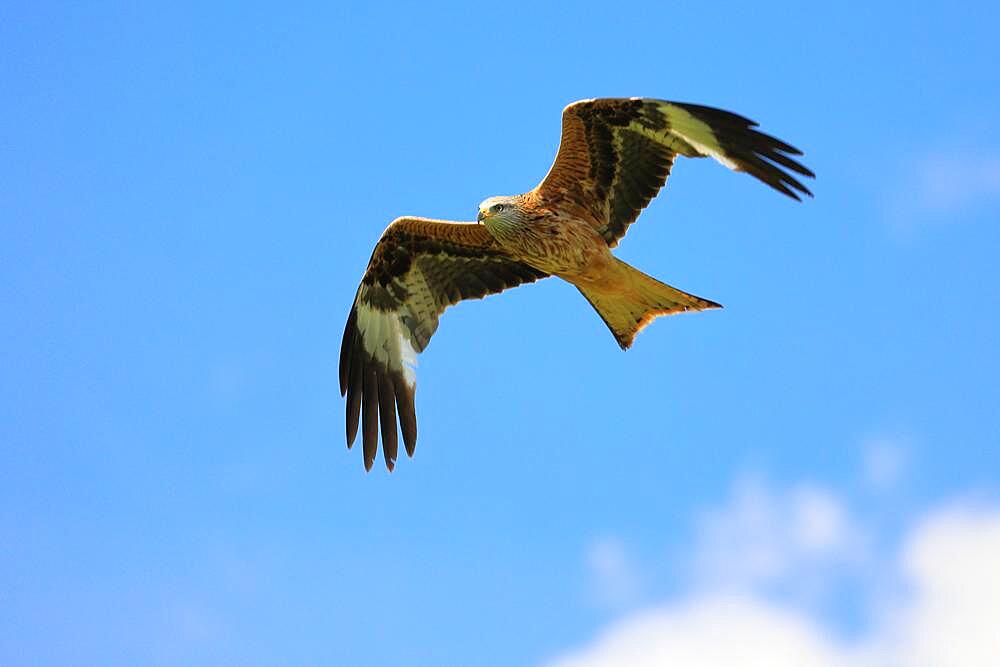 Red Kite (Milvus milvus), Red Kite, Forked Harrier, red kite, flying, Menningen, Upper Danube nature Park, Baden-Wuerttemberg, Germany, Europe