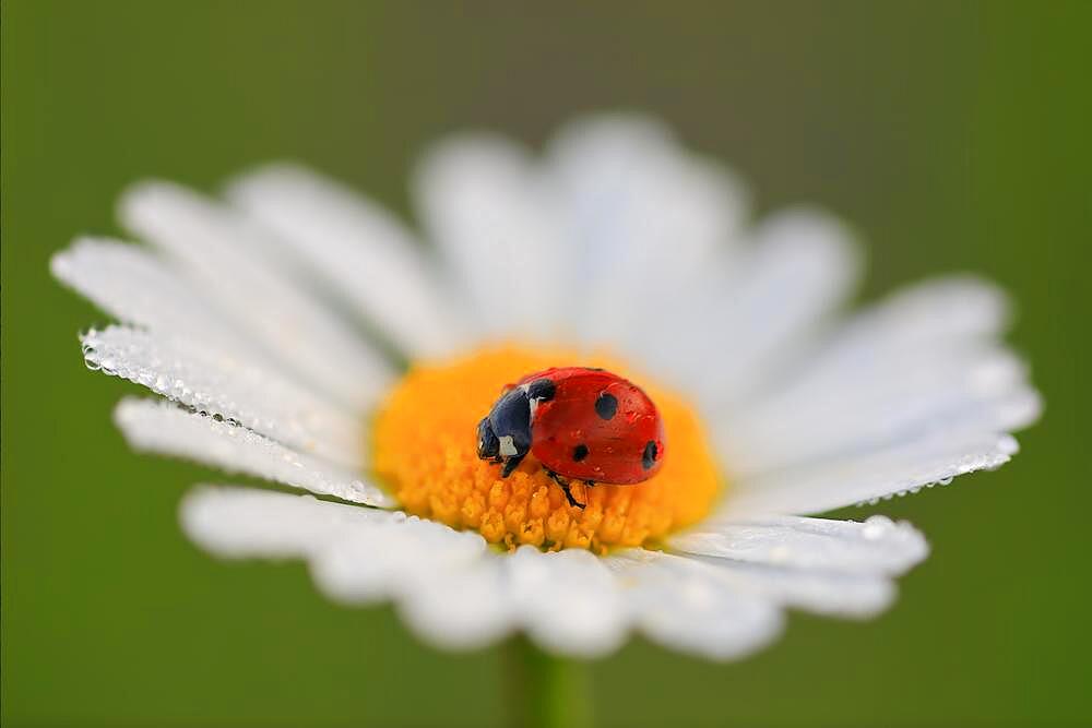 Ladybird (Coccinellidae) on a leucanthemum vulgare (Chrysanthemum leucanthemum), Asteraceae, Bergsteig, Fridingen, Upper Danube nature Park, Baden-Wuerttemberg, Germany, Europe