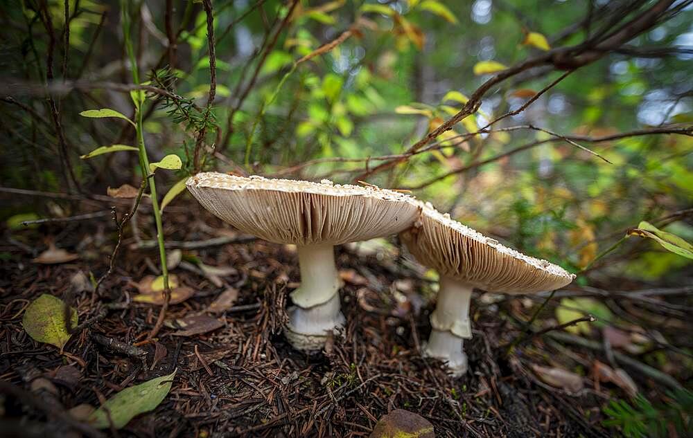 Pearl mushroom (Amanita rubescens), two mushrooms on forest floor, Canada, North America