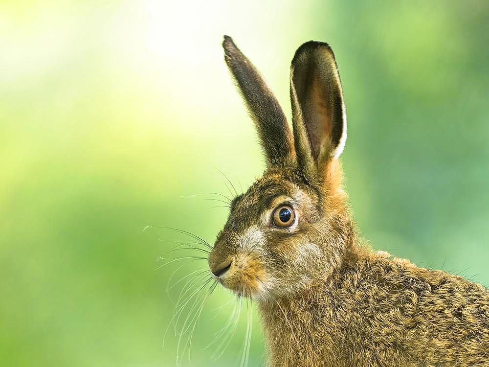 European hare (Lepus europaeus), animal portrait, Meerbruchwiesen, Steinhuder Meer, Lower Saxony