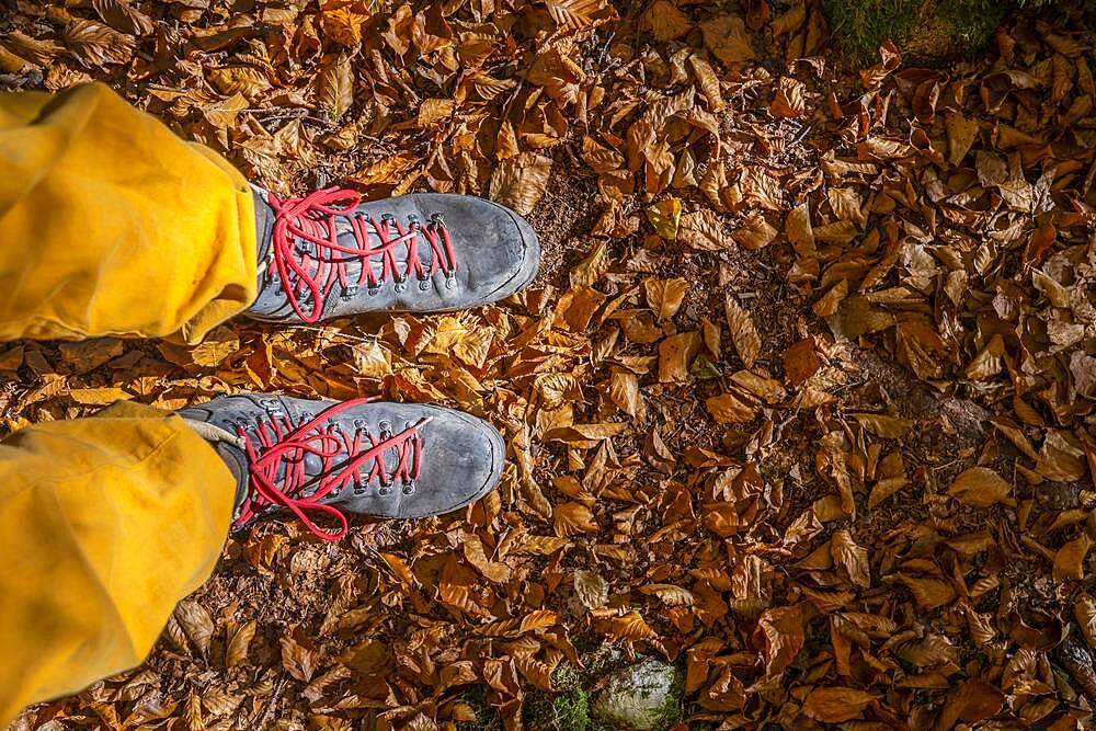 Hiking boots on forest floor, in autumn, near Scharnitz, Bavaria, Germany, Europe