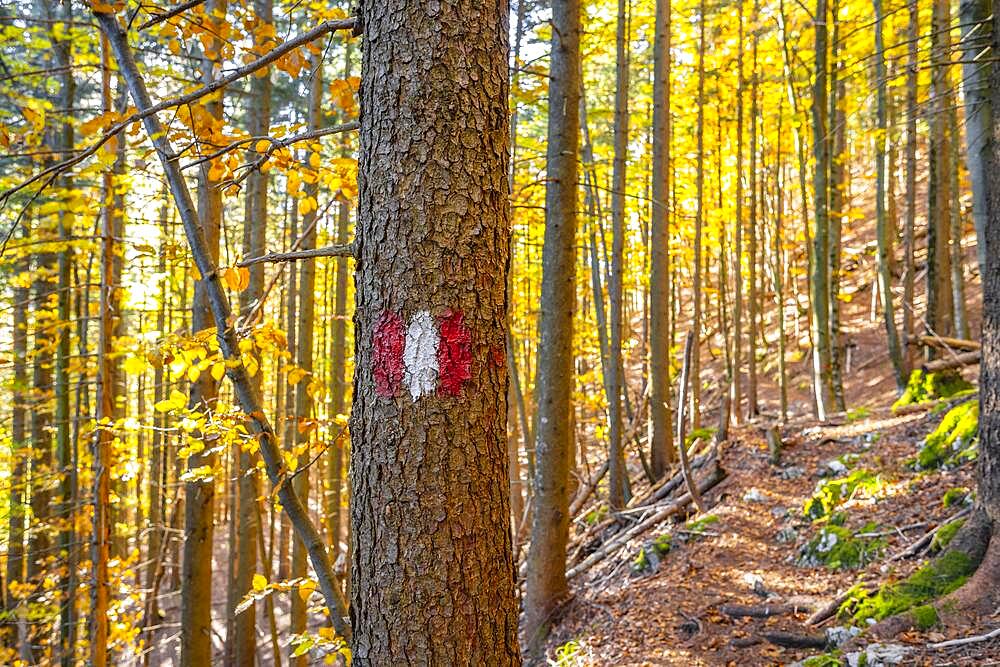 Hiking marker, hiking trail in the forest, near Scharnitz, Bavaria, Germany, Europe