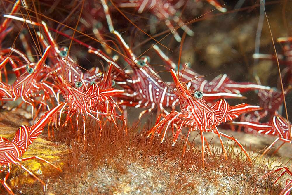 Group of camel shrimp (Rhynchocinetes durbanensis), Indian Ocean, Maldives, Asia