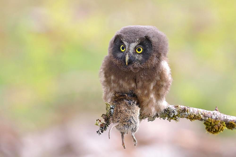 Tengmalm's Owl (Aegolius funereus), juvenile, with a preyed ground mouse (Microtus agrestis), sitting on a larch branch, Siegerland, North Rhine-Westphalia, Germany, Europe