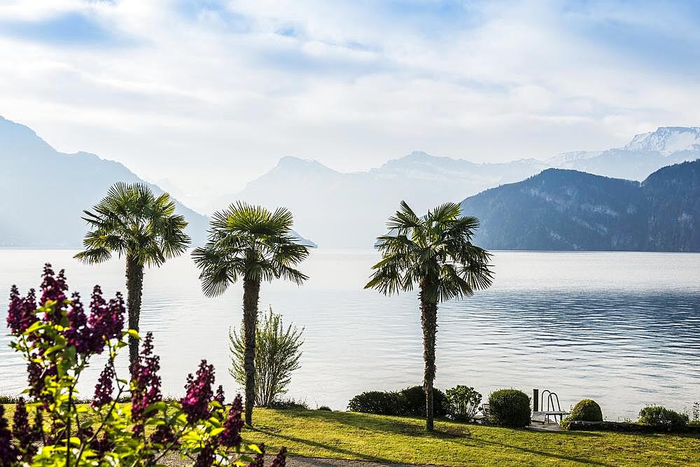 Palms on the Lake, Weggis, Lake Lucerne, Canton Lucerne, Switzerland, Europe