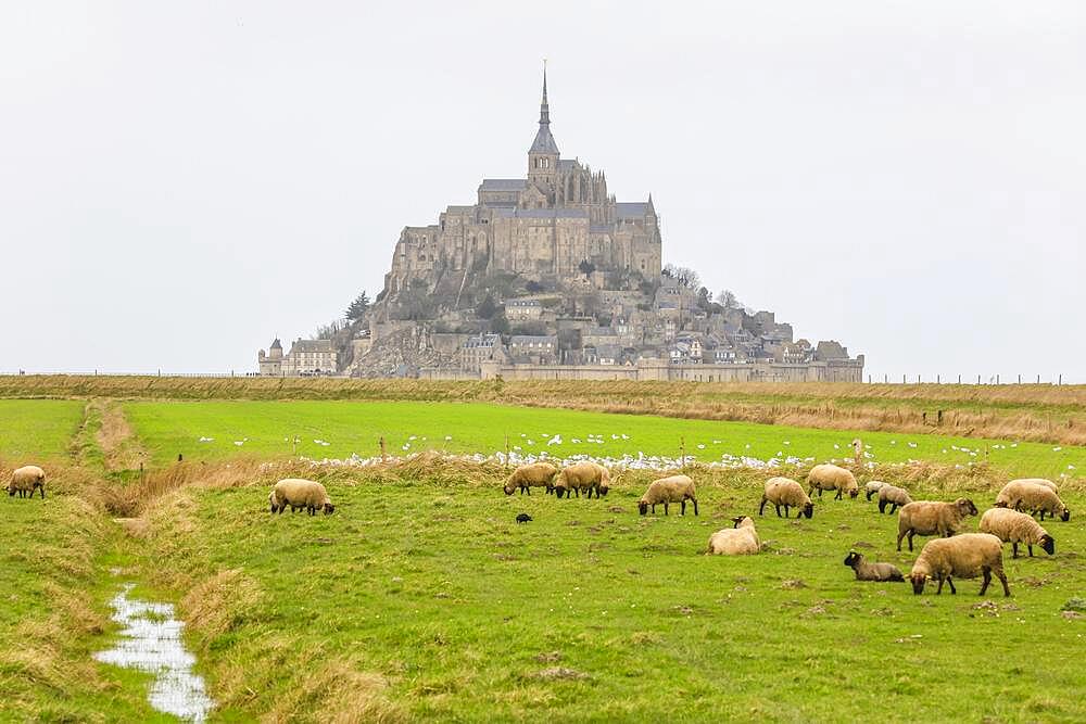 Island Mont Saint-Michel in the bay of Mont-Saint-Michel in the Wadden Sea, mainland in front, sheep in a meadow behind the dike, Normandy, France, Europe