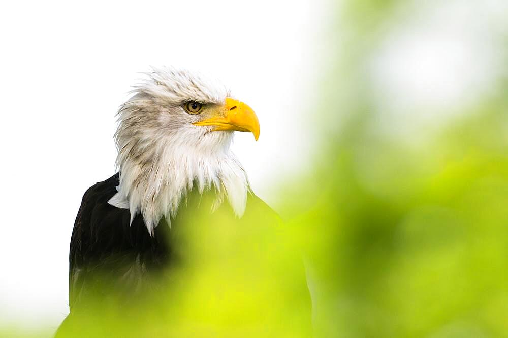 Bald eagle (Haliaeetus leucocephalus), animal portrait, captive, Hesse, Germany, Europe