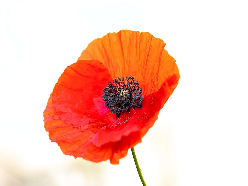 Red corn poppy (Papaver), Leoben, Styria, Austria, Europe