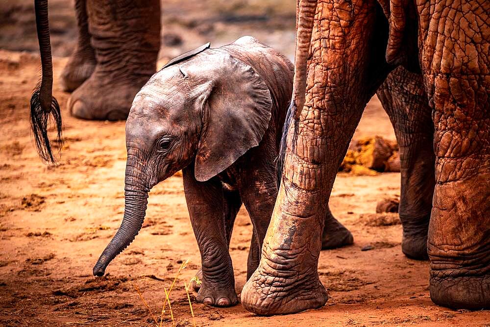 African elephant (Loxodonta africana) baby or calf zooming in the legs of its herd, mammal, close-up in Tsavo West National Park, Kenya, East Africa, Africa