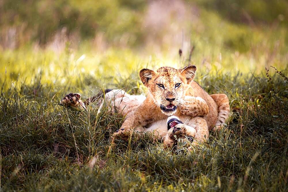 Lion (Panthera leo) two cubs playing in the green bush, Taita Hills Wildlife Sanctuary, Kenya, East Africa, Africa