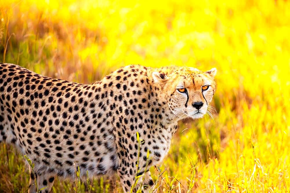 Cheetah (acinonyx jubatus), adult in the grass and morning light, close-up in the Taita Hills, Kenya, Africa