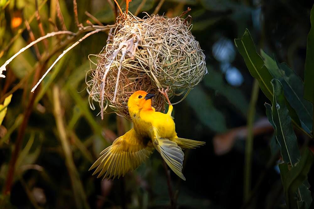 Golden palm weaver (Ploceus bojeri), Golden Palm Weaver, with spread wings nesting plumage, Mombasa, Kenya, Africa