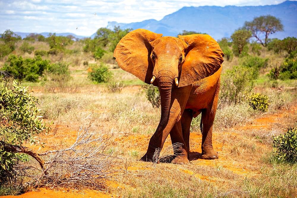 African elephant (Loxodonta africana) half-headed elephant threat, mammal, close-up in Tsavo East National Park, Kenya, East Africa, Africa