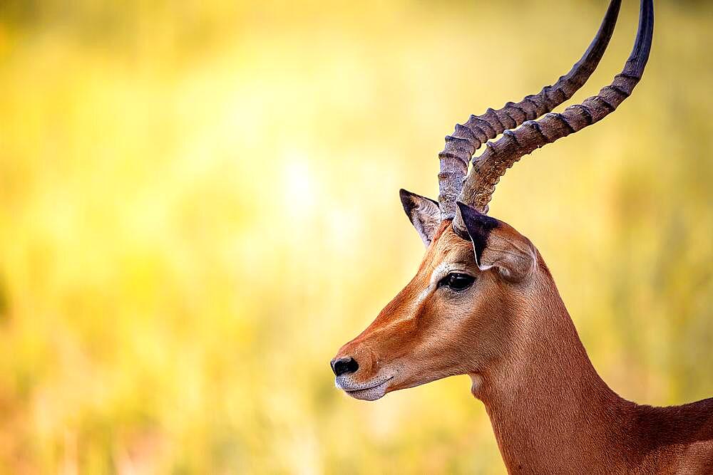 Impala (aepyceros) melampus, in the bush of Tsavo National Park, Kenya, Africa