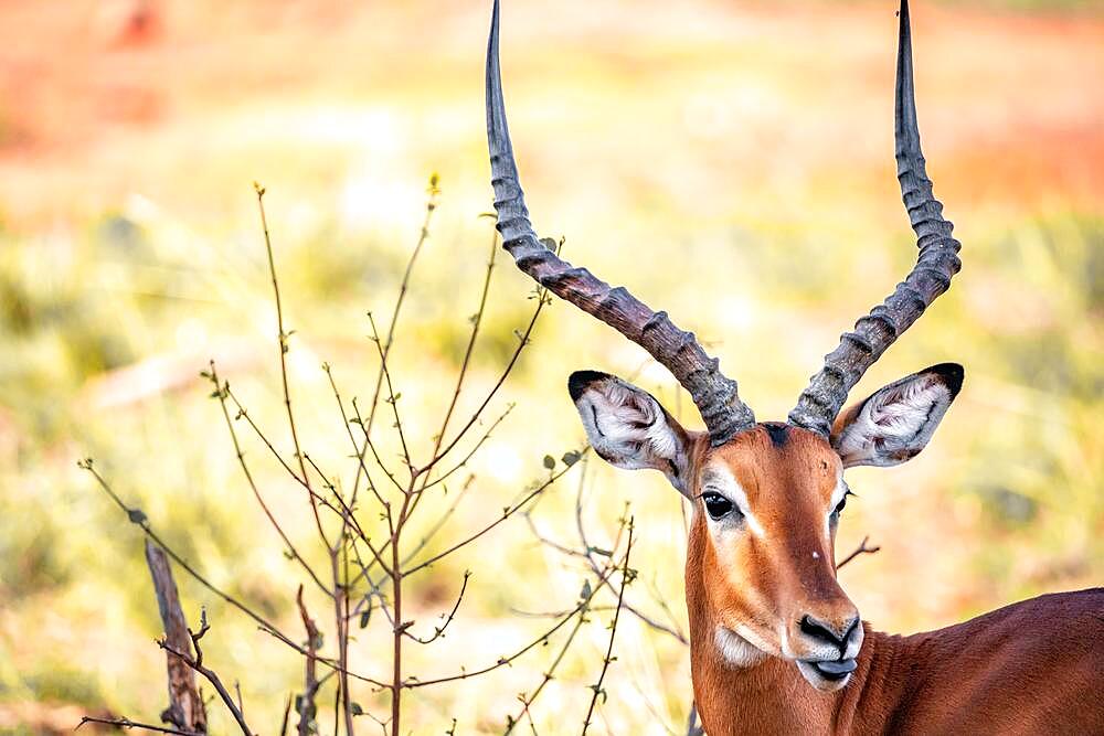 Impala (aepyceros) melampus, in the bush of Tsavo National Park, Kenya, Africa