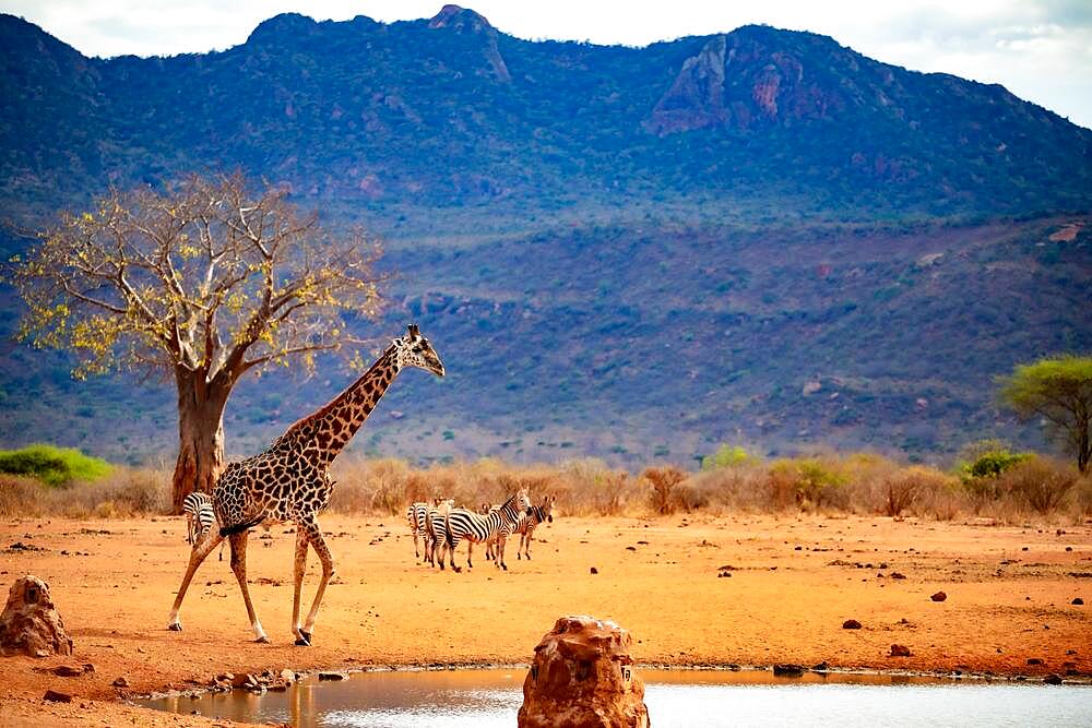 Giraffe (Giraffa camelopardalis) standing in the bush of Tsavo National Park, Kenya, Africa