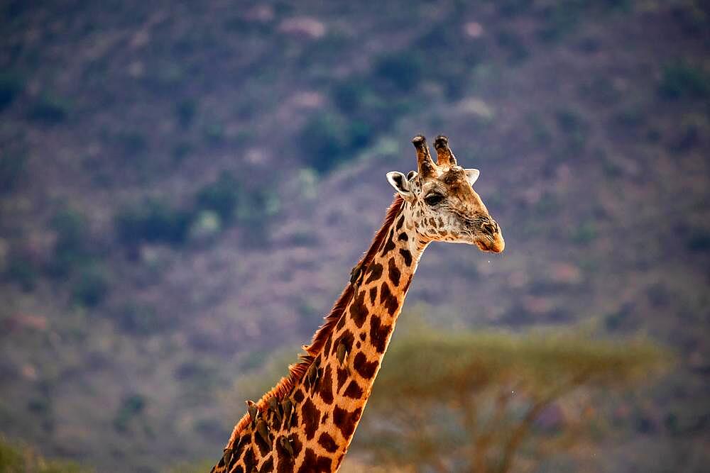 Giraffe (Giraffa camelopardalis) portrait standing in the bush of Tsavo National Park, Kenya, Africa