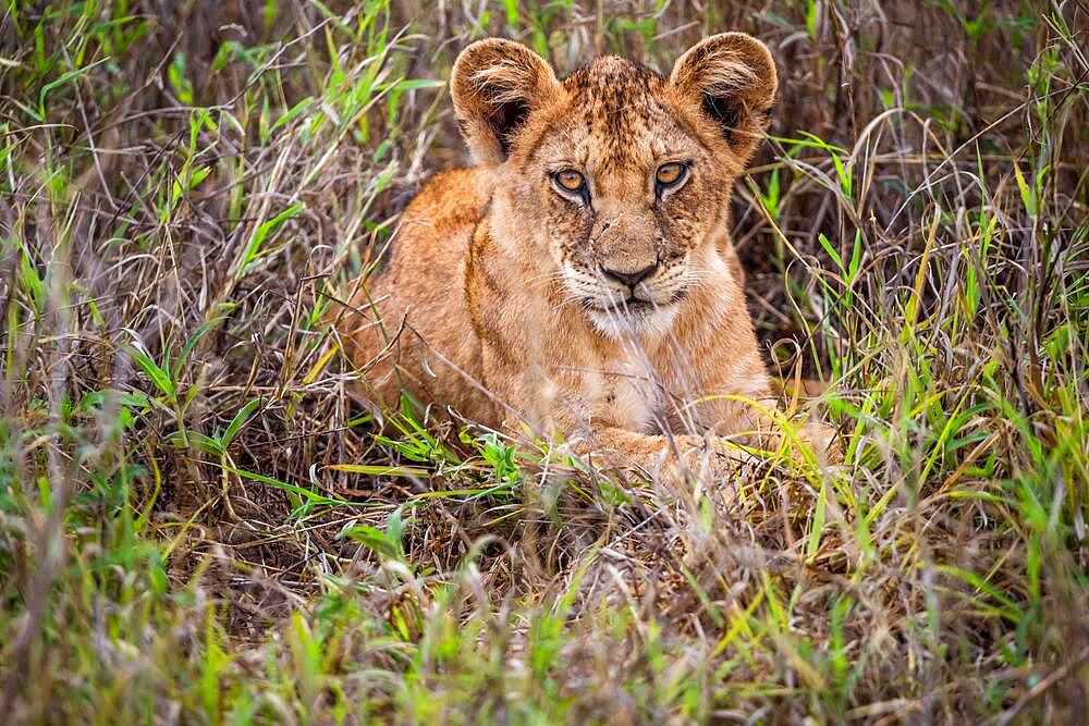 Lion (Panthera leo) young in the morning and lying cheekily in the green bush in the Taita Hills Wildlife Sanctuary, Kenya, East Africa, Africa