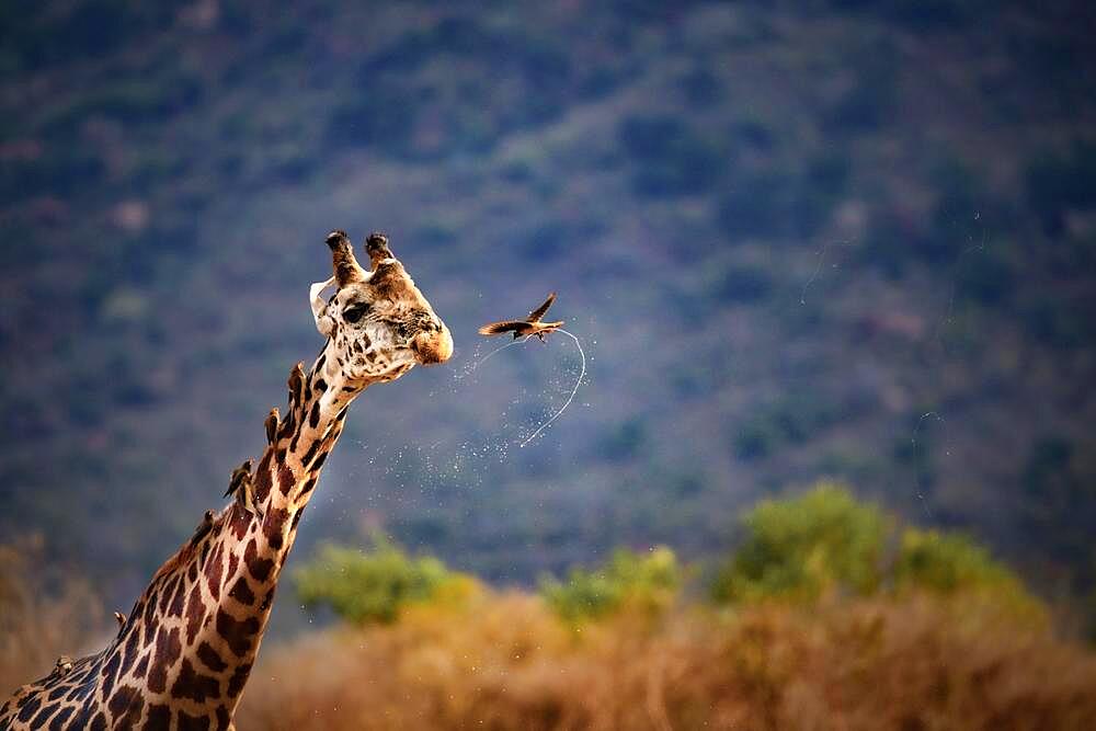 Masai giraffe (Giraffa camelopardalis tippelskirchi) with birds, drinking at the Talek River, Masai Mara National Reserve, Kenya, Africa