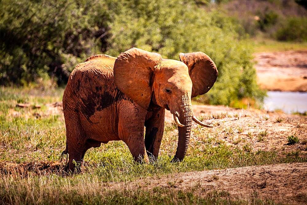 African elephant (Loxodonta africana) half-headed elephant threat, mammal, close-up in Tsavo East National Park, Kenya, East Africa, Africa