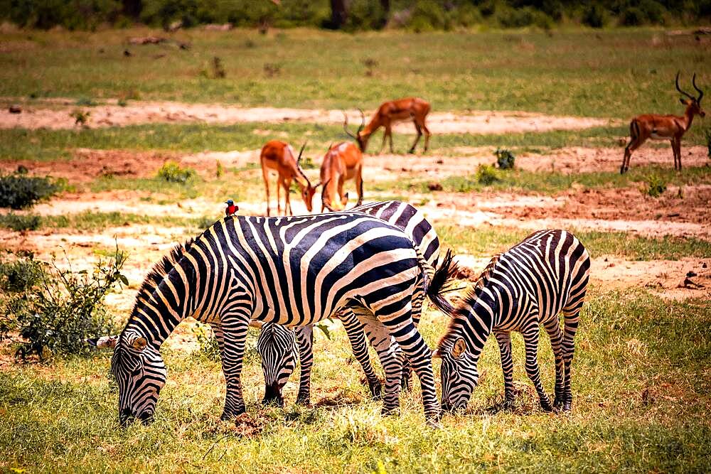 Plains zebras (Equus quagga), animals huddled together with impala (aepyceros) melampus in the background, Tsavo West National Park, Kenya, Africa