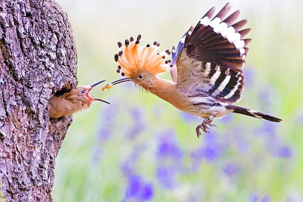 Hoopoe (Upupa epops) feeding its young, Middle Elbe Biosphere Reserve, Saxony-Anhalt, Germany, Europe