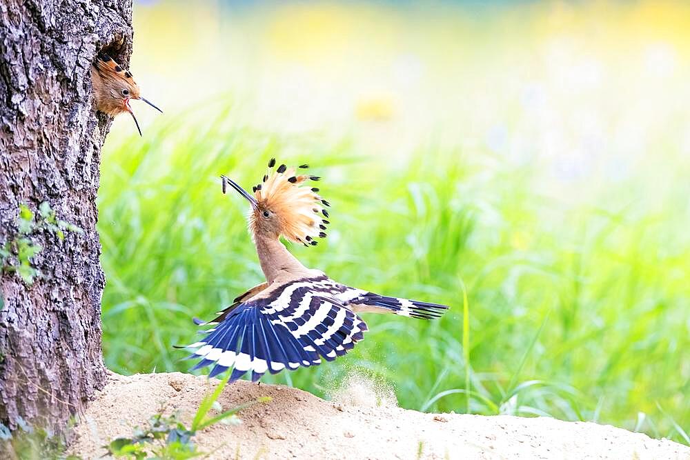 Hoopoe (Upupa epops) feeding its young, Middle Elbe Biosphere Reserve, Saxony-Anhalt, Germany, Europe