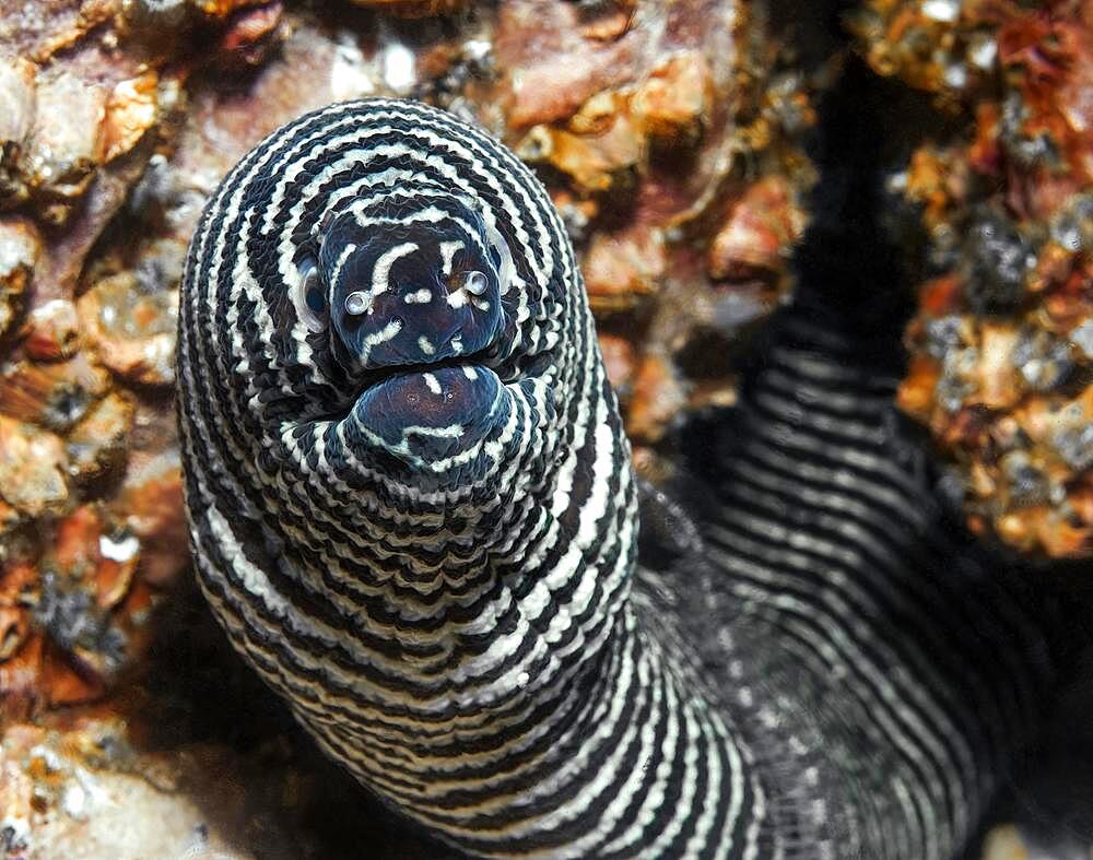 Close-up of head of zebra moray (Gymnomuraen zebra), Red Sea, Egypt, Africa