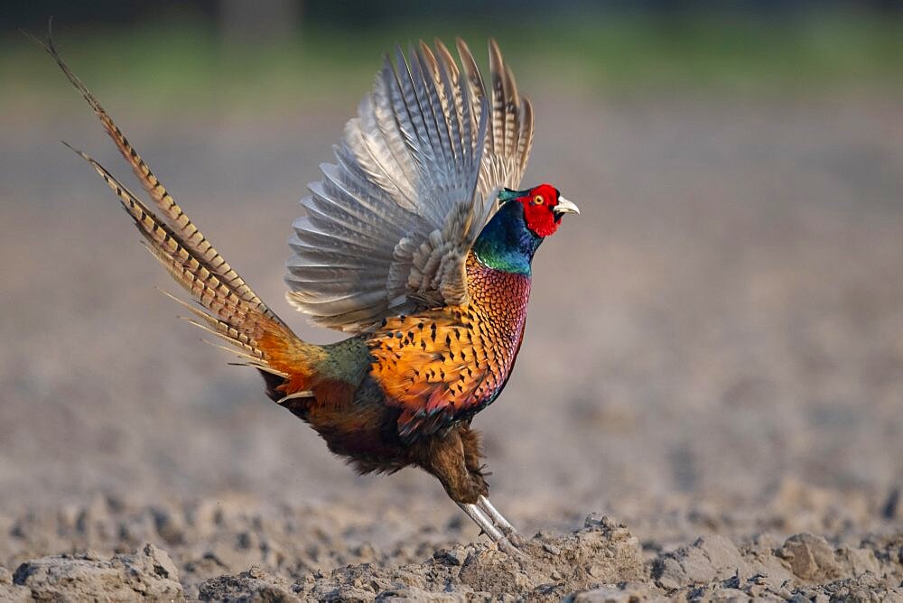 Courting pheasant (Phasianus colchicus), hunting pheasant, Oldenburger Muensterland, Osterfeine, Lower Saxony, Germany, Europe