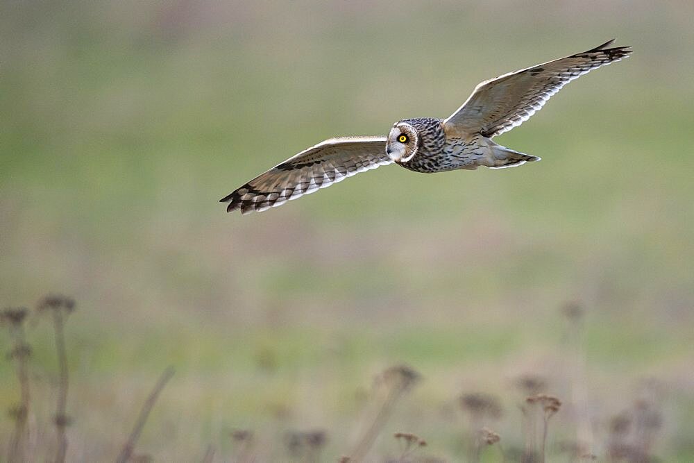 Short-eared Owl (Asio flammeus), in flight, flying, owl, Goldenstedt, Lower Saxony, Germany, Europe