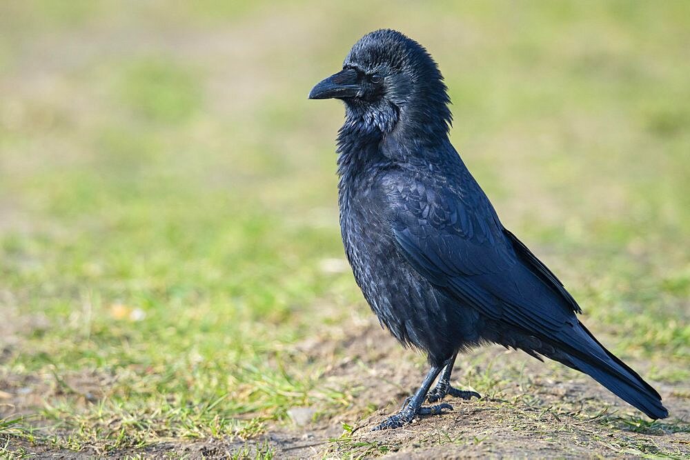 Carrion crow (Corvus corone), Lembruch, Lower Saxony, Germany, Europe