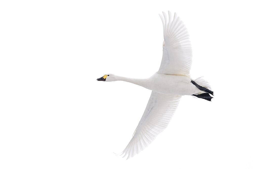 Tundra swan (Cygnus bewickii) flying in winter, migratory bird, swan, Lembruch, Lower Saxony, Germany, Europe