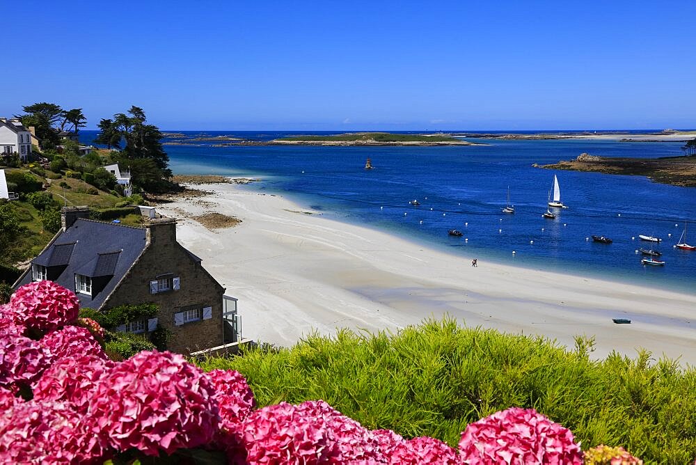 Estuary of the Aber Benoit into the Atlantic, beach Plage de Beniguet, hydrangeas, Saint-Pabu, Communaute de communes du Pays des Abers, department of Finistere Penn-ar-Bed, region of Brittany Breizh, France, Europe