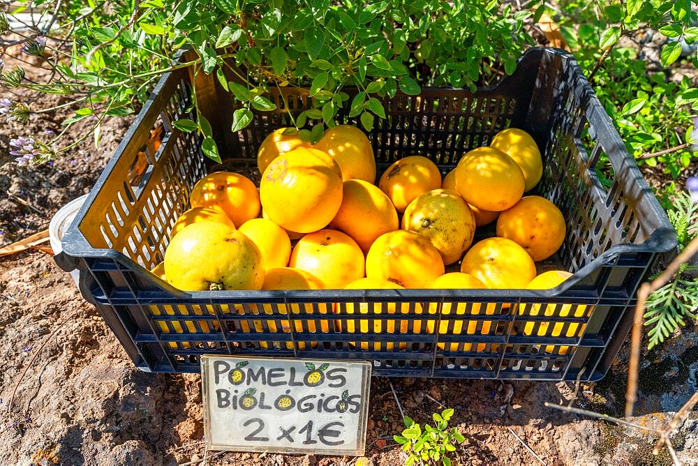 Selling grapefruits on the hiking trail near Las Tricias, La Palma Island, Canary Islands, Spain, Europe