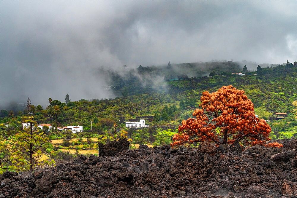 Withered tree in the lava flow of the Tajogaite volcano from the 2021 eruption, La Palma Island, Canary Islands, Spain, Europe