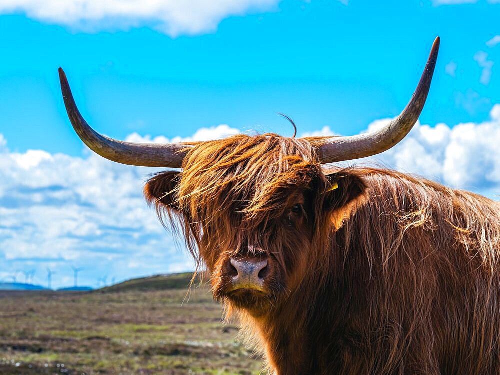 Highland Cattle, Scottish Highlands, Scotland, UK