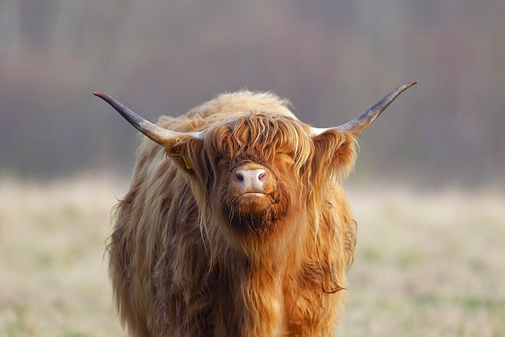 Highland cattle (Bos taurus) adult animal portrait, Suffolk, England, United Kingdom, Europe