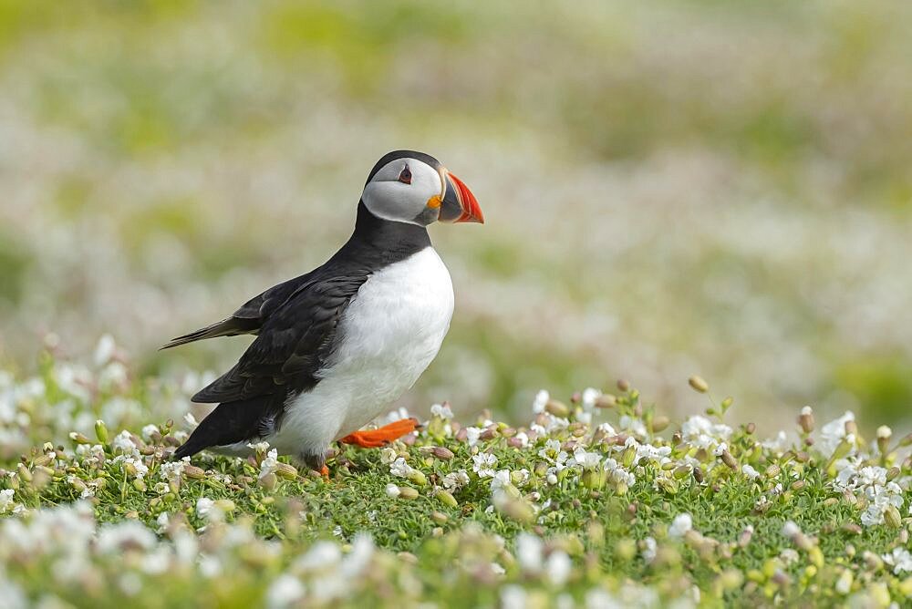 Atlantic puffin (Fratercula arctica) adult bird walking on Sea campion flowers, Skomer island, Pembrokeshire, Wales, United Kingdom, Europe