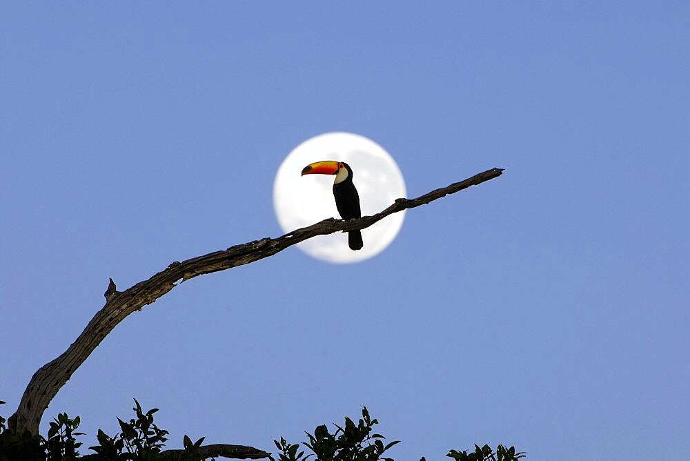 Giant toucan (Ramphastos toco), at moonset, Pantanal, Brazil, South America