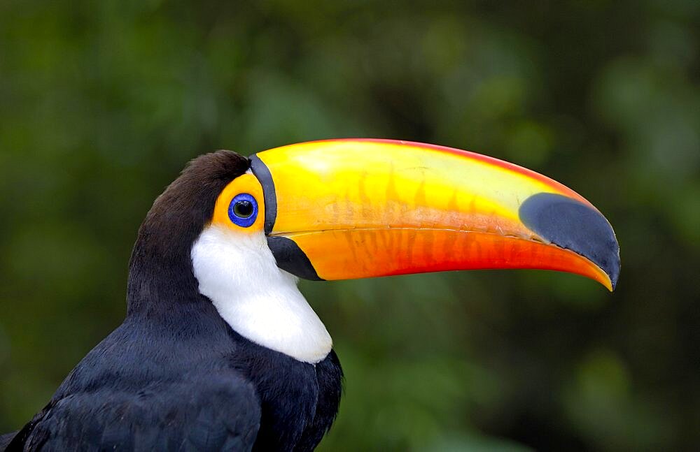 Giant toucan (Ramphastos toco), Pantanal, Brazil, South America