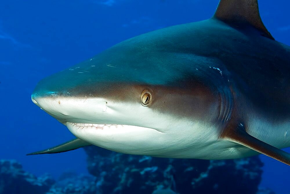 Close-up of head of grey reef shark (Carcharhinus amblyrhynchos), Pacific Ocean, Yap, Caroline Islands, Micronesia, Oceania